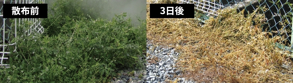 温水除草とは？