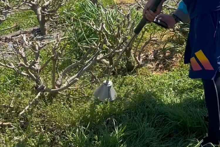 温水除草を実施している様子