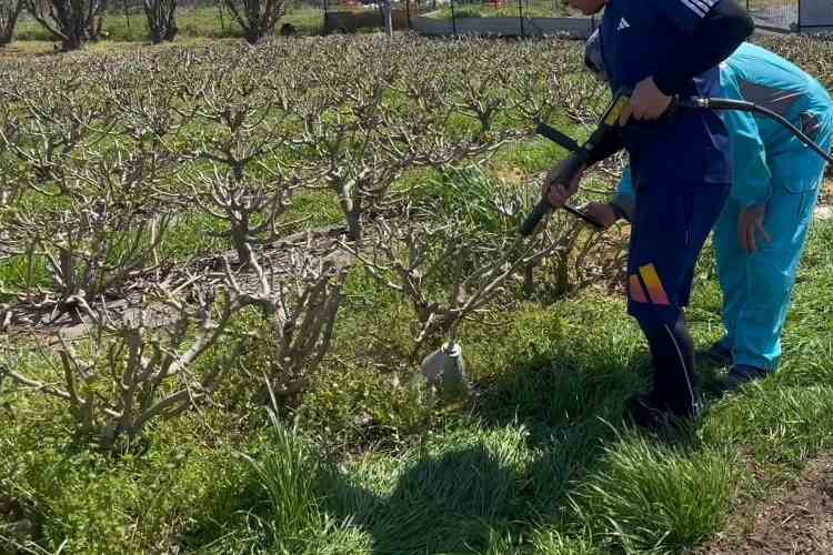 温水除草を実施している様子