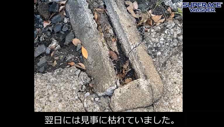 そうだ。除草しよう。~事務所で実際に【温水除草】してみた~